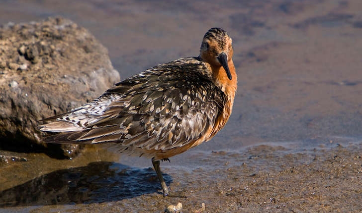 Calidris canutus (Linné, 1758)