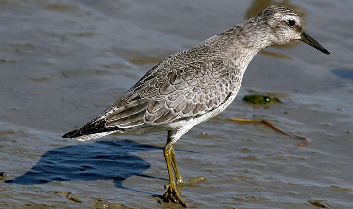 Calidris canutus (Linné, 1758)