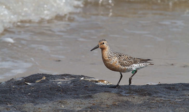 Calidris canutus (Linné, 1758)