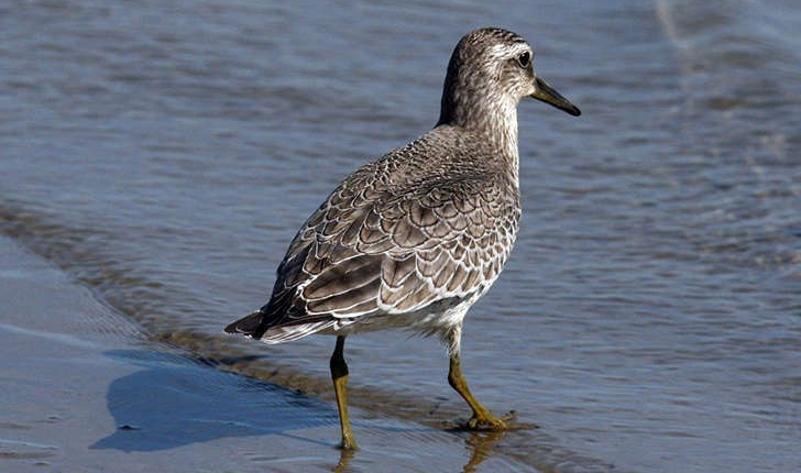Calidris canutus (Linné, 1758)