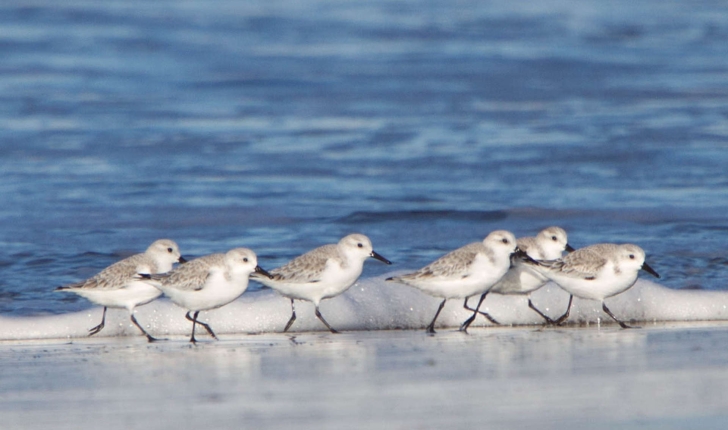 Calidris alba (Pallas, 1764)