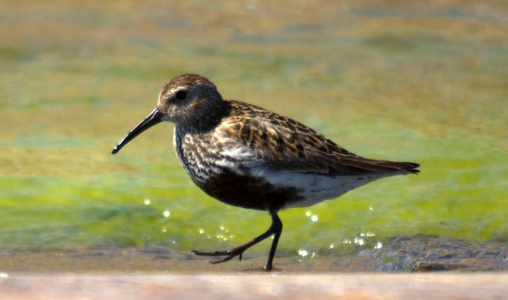 Calidris alpina (Linné, 1758)