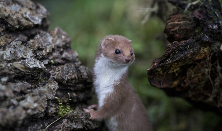 Mustela nivalis (Linnaeus 1766)