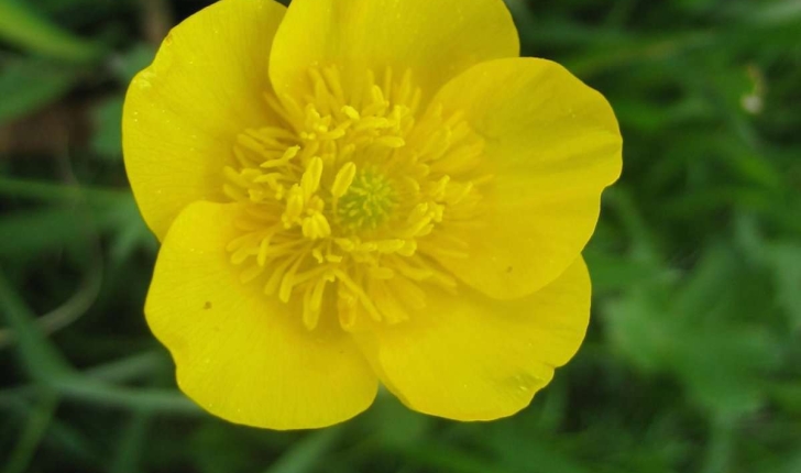 Geum pyrenaicum Mill.