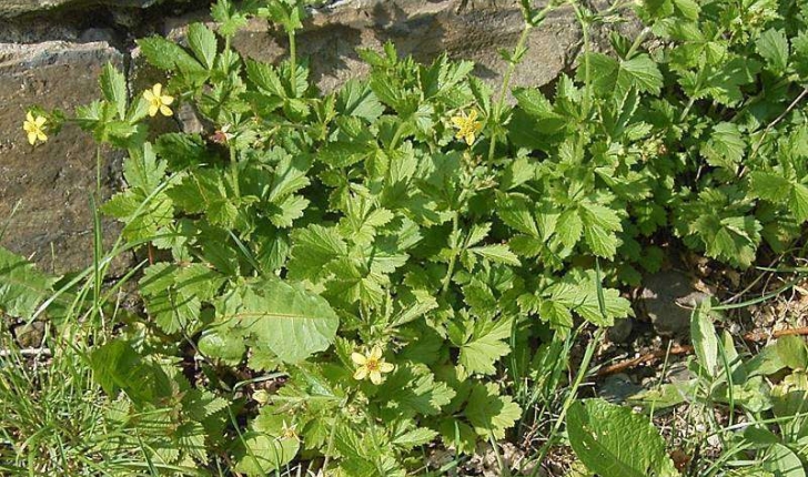 Geum urbanum (L., 1753)