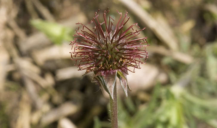 Geum urbanum (L., 1753)