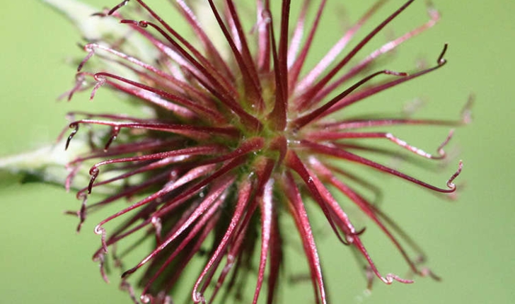 Geum urbanum (L., 1753)