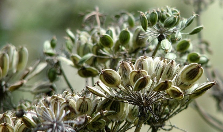 Heracleum Sphondylium