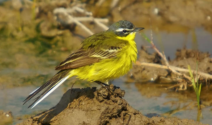 Motacilla flava (Linnaeus, 1758)