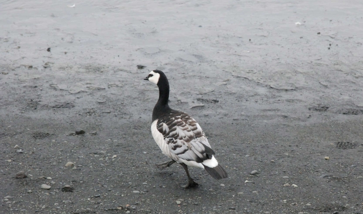 Branta leucopsis (Bechstein, 1803)