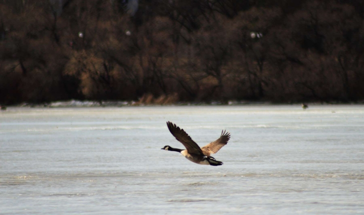 Branta canadensis (Linnaeus, 1758)