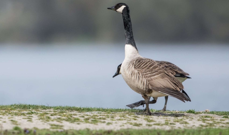 Branta canadensis (Linnaeus, 1758)