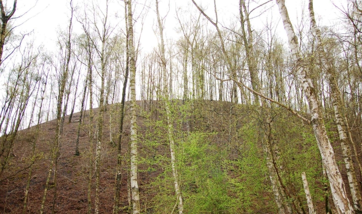 Betula pendula, syn. B. verrucosa (Roth.)