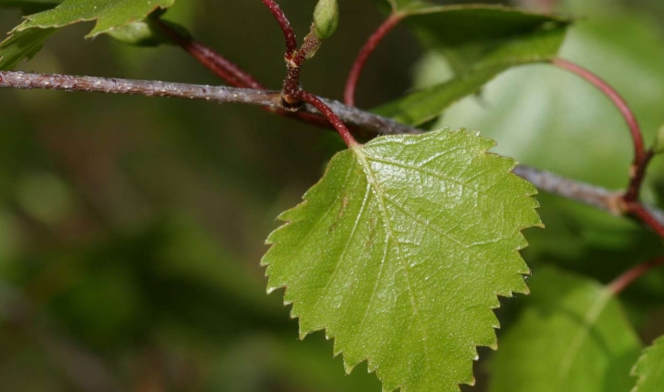 Betula pendula, syn. B. verrucosa (Roth.)