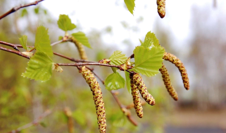 Betula pendula, syn. B. verrucosa (Roth.)