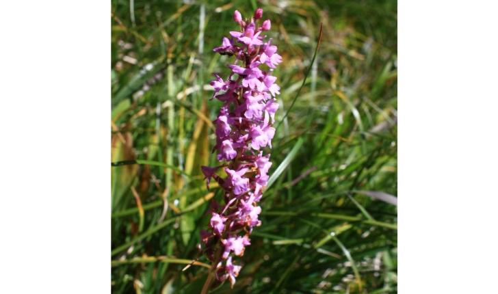 Bistorta officinalis (Delarbre., 1800)