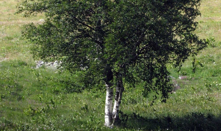 Betula pubescens