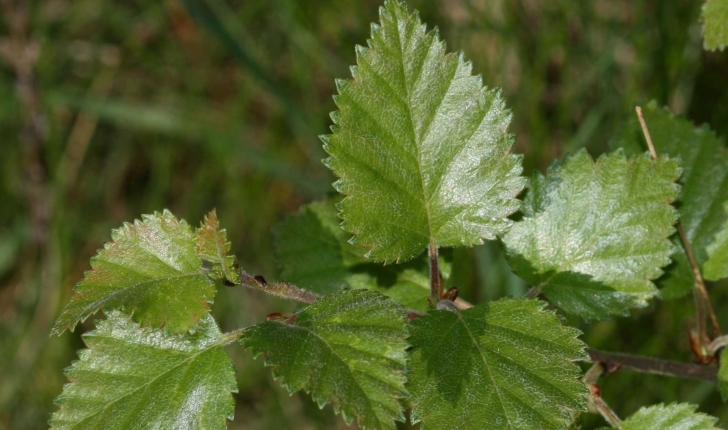 Betula pubescens