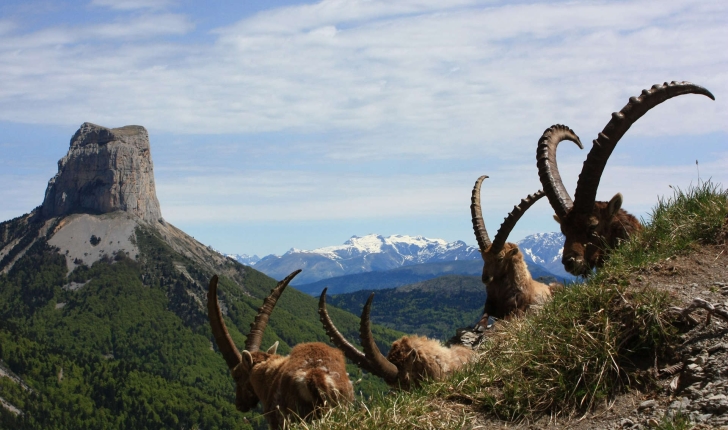 Capra ibex (Linnaeus, 1758)