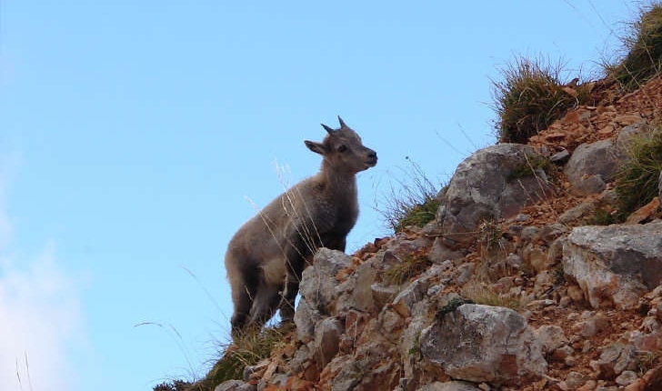 Capra ibex (Linnaeus, 1758)