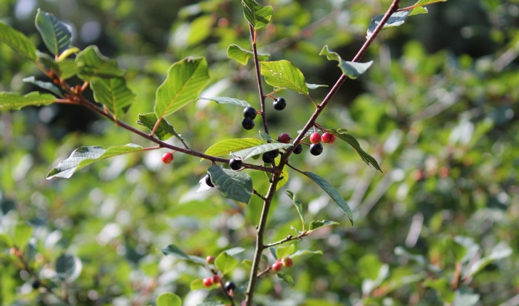 Frangula alnus subsp. alnus (Mill., 1768)