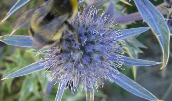 Bombus pascuorum