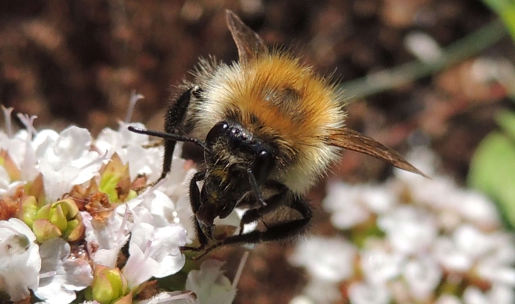 Bombus pascuorum