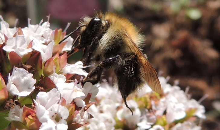 Bombus pascuorum