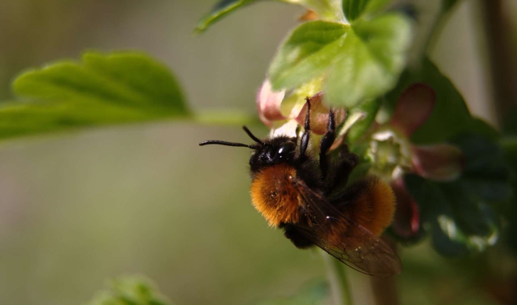 Bombus pascuorum