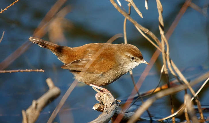 Cettia cetti (Temminck, 1820)
