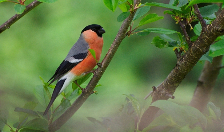 Pyrrhula pyrrhula (Linnaeus, 1758)