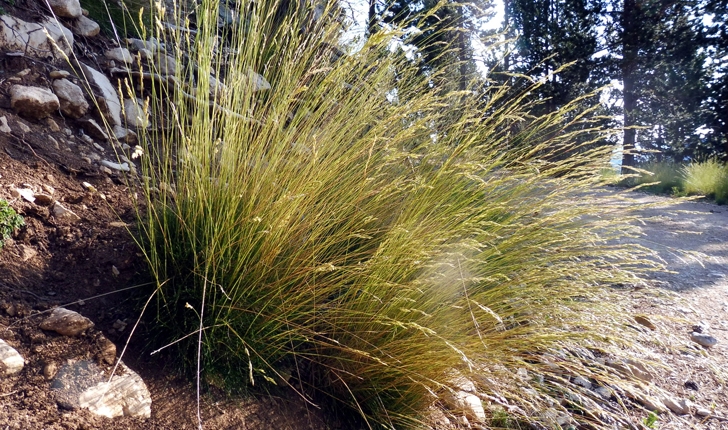 Brachypodium phoenicoides