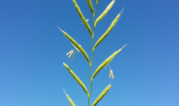 Brachypodium phoenicoides