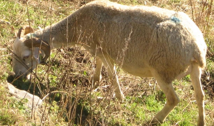 Ovis aries