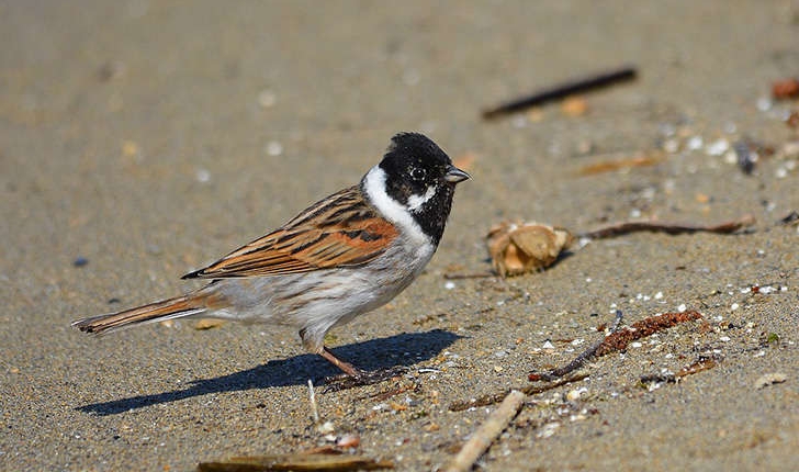 Emberiza schoeniclus (Linnaeus, 1758)