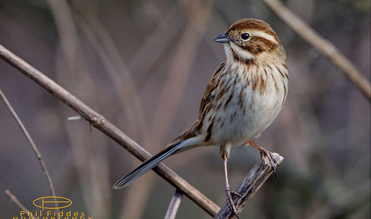 Emberiza schoeniclus (Linnaeus, 1758)