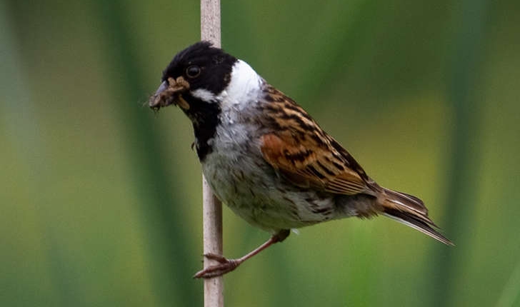 Emberiza schoeniclus (Linnaeus, 1758)