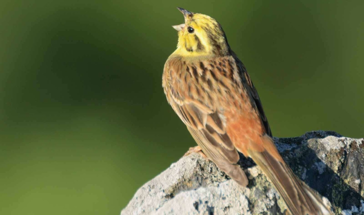 Emberiza citrinella (Linnaeus, 1758)