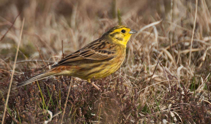 Emberiza citrinella (Linnaeus, 1758)