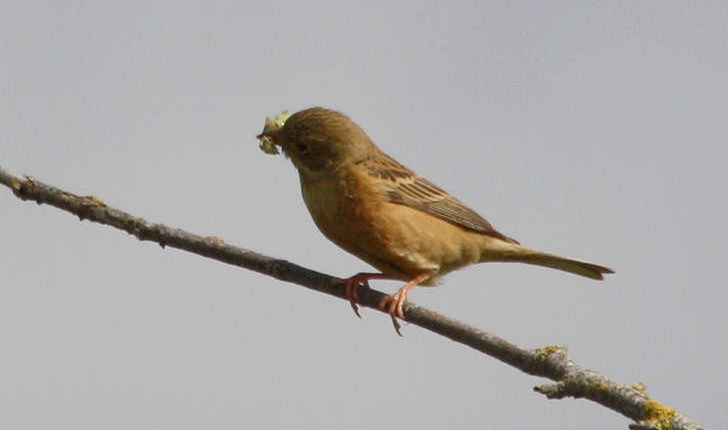 Emberiza hortulana (L., 1758)