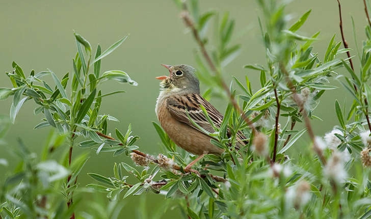 Emberiza hortulana (L., 1758)