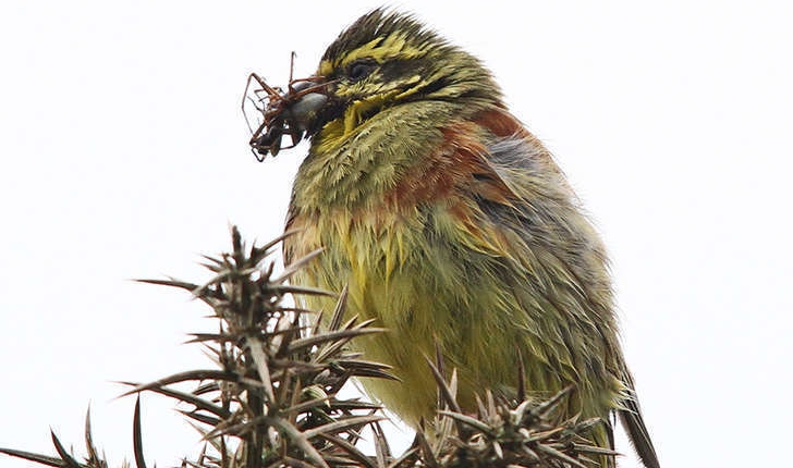 Emberiza cirlus (Linnaeus, 1766)