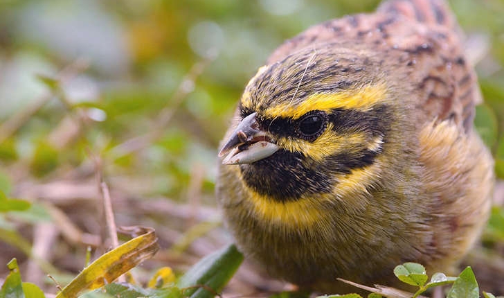 Emberiza cirlus (Linnaeus, 1766)