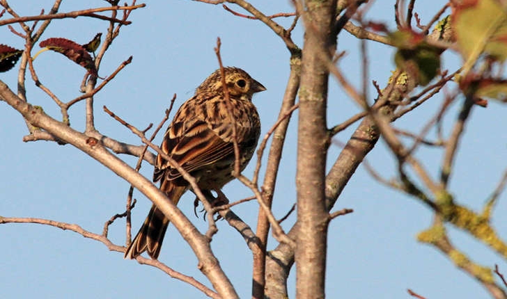 Emberiza cirlus (Linnaeus, 1766)