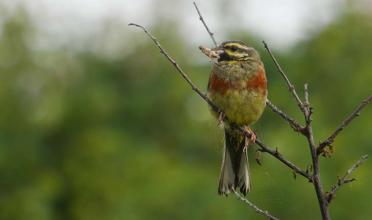 Emberiza cirlus (Linnaeus, 1766)