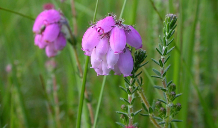 Erica tetralix (L., 1753)