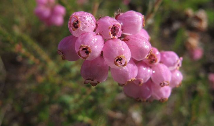 Erica tetralix (L., 1753)