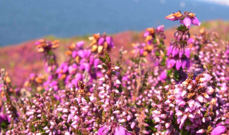 Erica cinerea (L., 1753)