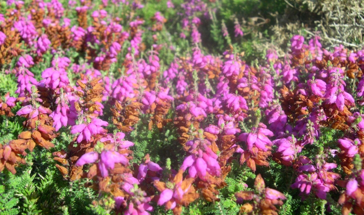 Erica ciliaris (Linnaeus, 1753)