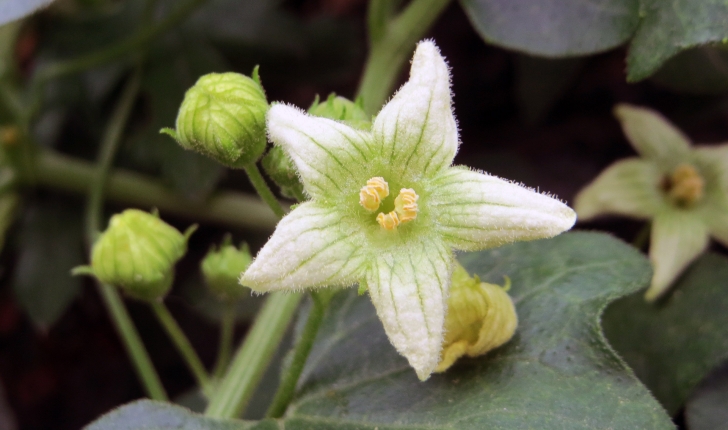 Bryonia cretica subsp. dioica (Tutin, 1968)